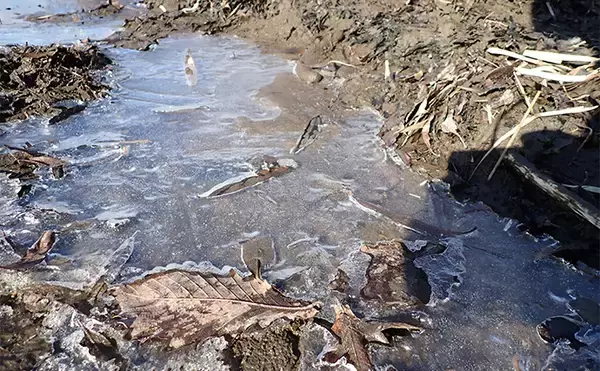 「釧路湿原で「幻の魚」イトウを追う　静けさが支配する大自然をカヌーで進む」の画像