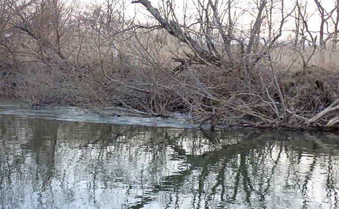 釧路湿原で「幻の魚」イトウを追う　静けさが支配する大自然をカヌーで進む