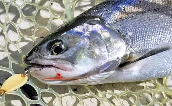 琵琶湖のレイクトローリングでビワマス連発【滋賀県】48cm頭に2人で10匹達成