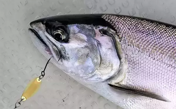 「琵琶湖のレイクトローリングでビワマス連発【滋賀県】48cm頭に2人で10匹達成」の画像