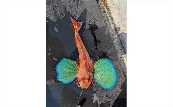 「鳥羽沖のタイラバで45cm級マダイ手中【三重】渋い状況を粘りの釣りで攻略」の画像