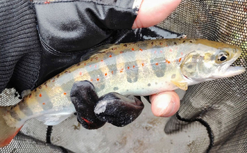 「アマゴの聖地で爆釣を満喫！」天川村での渓流エサ釣りで本命34匹手中