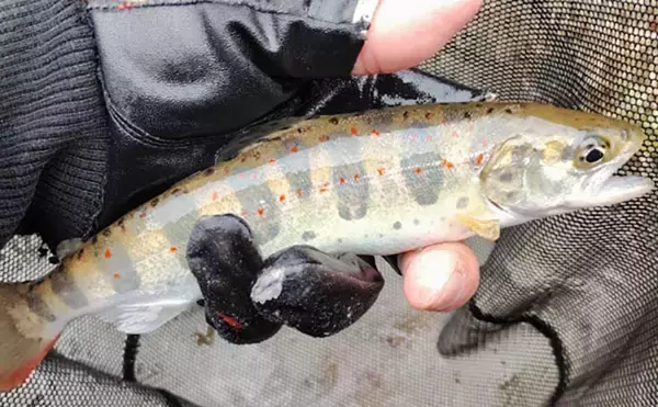 「アマゴの聖地で爆釣を満喫！」天川村での渓流エサ釣りで本命34匹手中