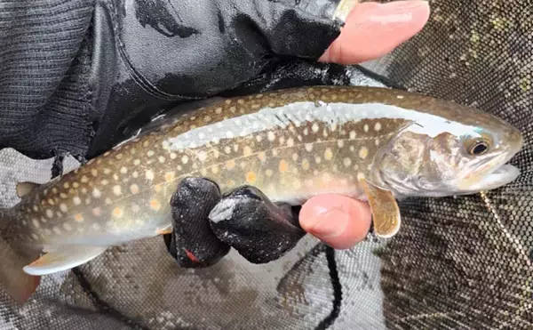 「「アマゴの聖地で爆釣を満喫！」天川村での渓流エサ釣りで本命34匹手中」の画像