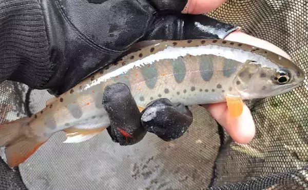 「「アマゴの聖地で爆釣を満喫！」天川村での渓流エサ釣りで本命34匹手中」の画像