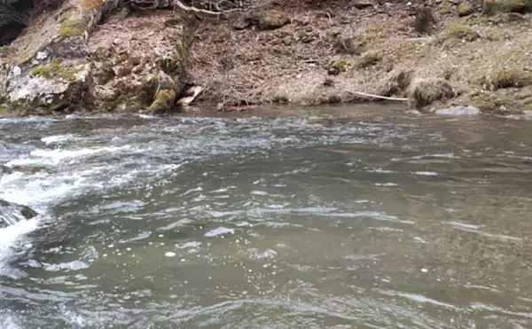 「「アマゴの聖地で爆釣を満喫！」天川村での渓流エサ釣りで本命34匹手中」の画像