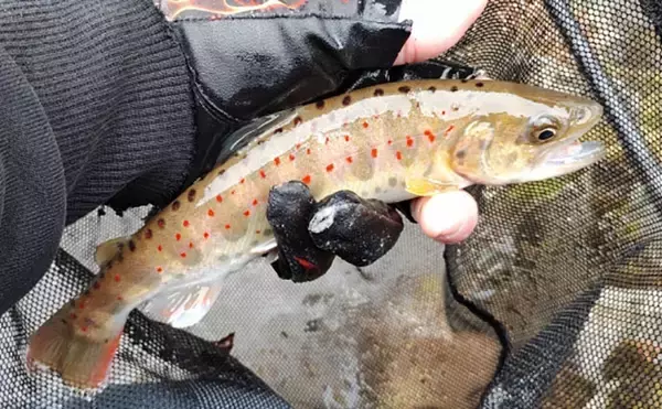 「「アマゴの聖地で爆釣を満喫！」天川村での渓流エサ釣りで本命34匹手中」の画像