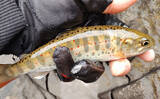 「「アマゴの聖地で爆釣を満喫！」天川村での渓流エサ釣りで本命34匹手中」の画像15