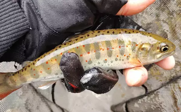 「「アマゴの聖地で爆釣を満喫！」天川村での渓流エサ釣りで本命34匹手中」の画像