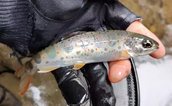 「「アマゴの聖地で爆釣を満喫！」天川村での渓流エサ釣りで本命34匹手中」の画像