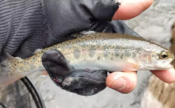 「「アマゴの聖地で爆釣を満喫！」天川村での渓流エサ釣りで本命34匹手中」の画像