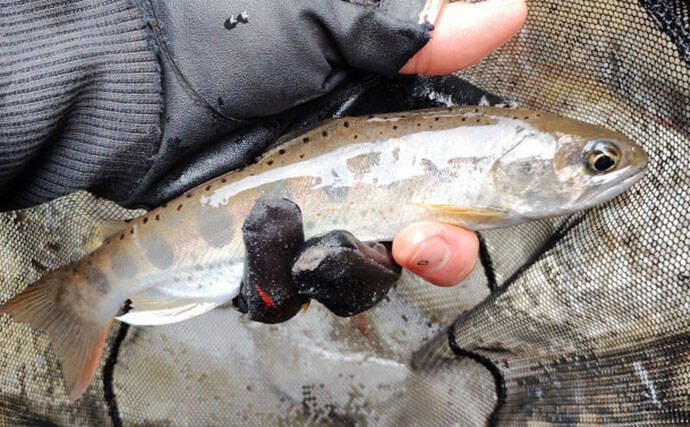 「アマゴの聖地で爆釣を満喫！」天川村での渓流エサ釣りで本命34匹手中