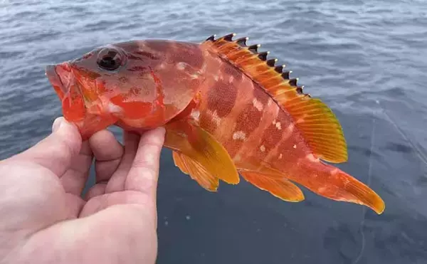 「東京湾ボートハタゲームでアカハタ10匹に50cm超えキジハタも浮上」の画像