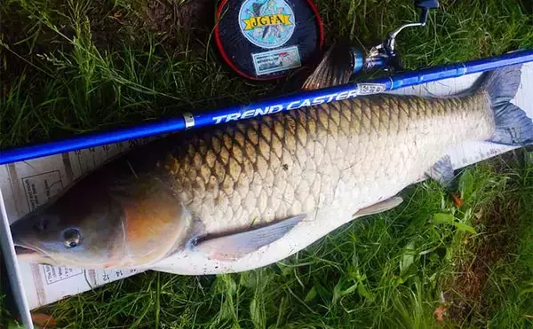 葉っぱをエサにして116cmソウギョをキャッチ【埼玉】アシ（葦）の葉にヒット