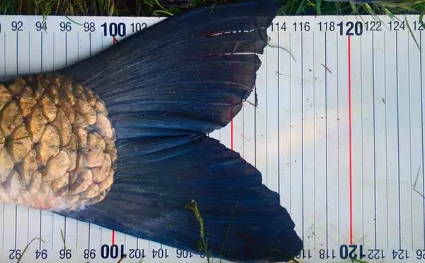 「葉っぱをエサにして116cmソウギョをキャッチ【埼玉】アシ（葦）の葉にヒット」の画像