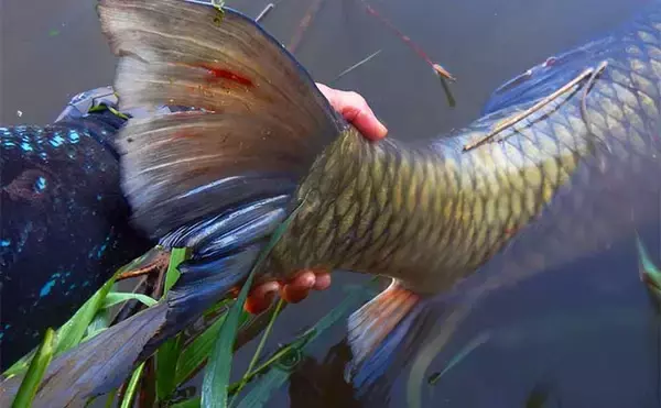 「葉っぱをエサにして116cmソウギョをキャッチ【埼玉】アシ（葦）の葉にヒット」の画像