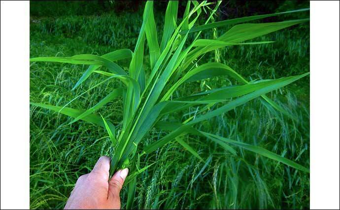 葉っぱをエサにして116cmソウギョをキャッチ【埼玉】アシ（葦）の葉にヒット