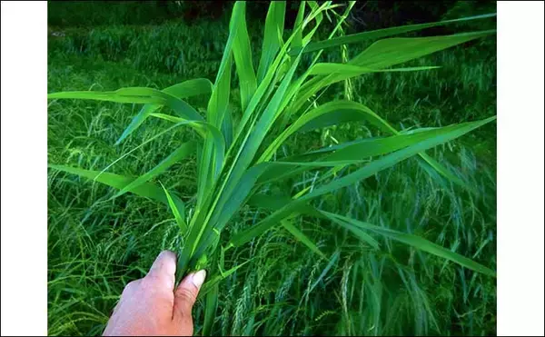 「葉っぱをエサにして116cmソウギョをキャッチ【埼玉】アシ（葦）の葉にヒット」の画像