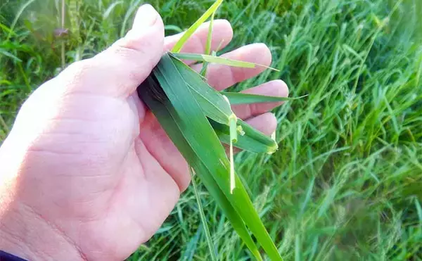 「葉っぱをエサにして116cmソウギョをキャッチ【埼玉】アシ（葦）の葉にヒット」の画像