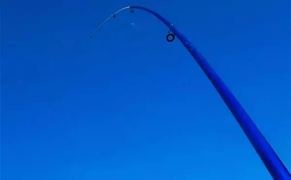 「葉っぱをエサにして116cmソウギョをキャッチ【埼玉】アシ（葦）の葉にヒット」の画像