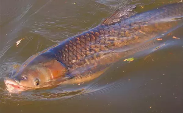 「葉っぱをエサにして116cmソウギョをキャッチ【埼玉】アシ（葦）の葉にヒット」の画像