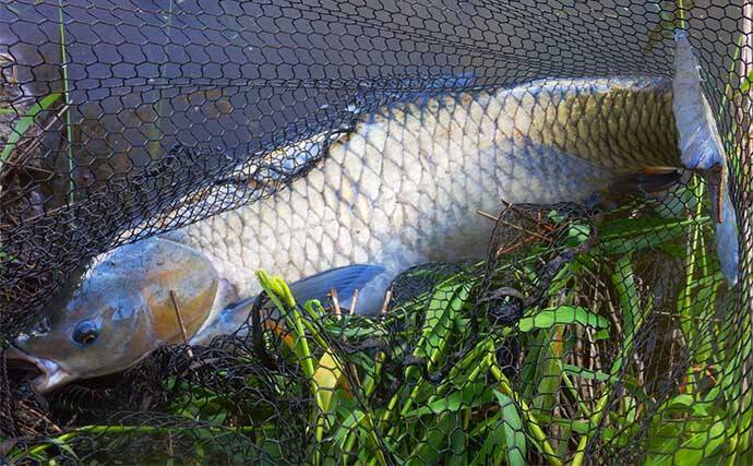 葉っぱをエサにして116cmソウギョをキャッチ【埼玉】アシ（葦）の葉にヒット
