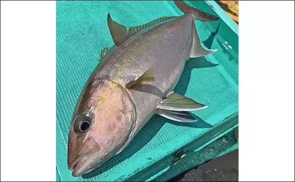 「「中深海五目＆泳がせで大物狙い！」八丈島遠征釣行で良型オナガダイや17kgヒラマサを手中【東京】」の画像