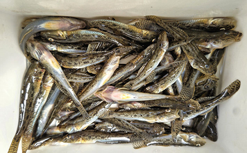 境川でのハゼ釣りで10cm級良型交じりにマハゼ67尾【千葉】南蛮漬けに舌鼓！