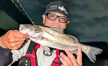 「仕事帰りの1時間勝負!」衣浦港の橋脚シーバスゲームで2連発【愛知】