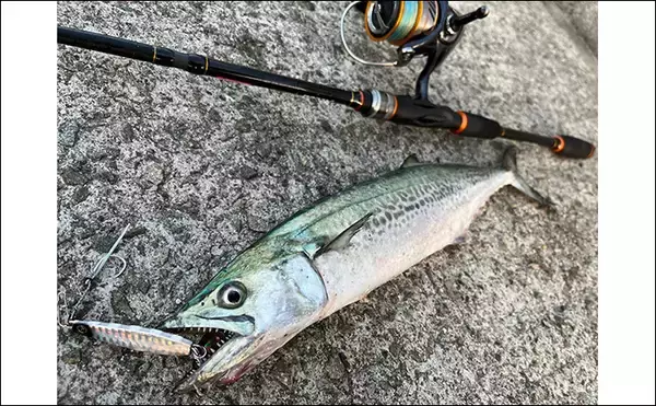 「堤防でサゴシにワラサと青物が乱舞！【大阪湾】シーバスタックルでもキャッチ成功」の画像