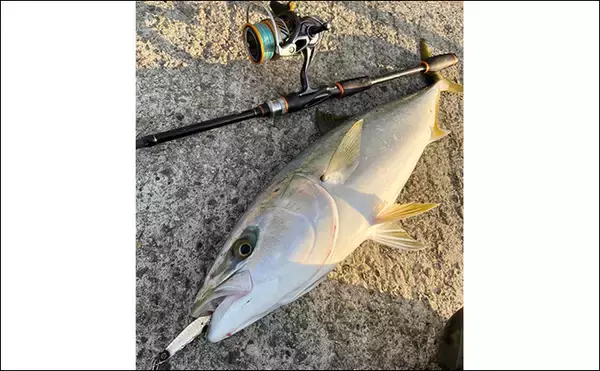 「堤防でサゴシにワラサと青物が乱舞！【大阪湾】シーバスタックルでもキャッチ成功」の画像
