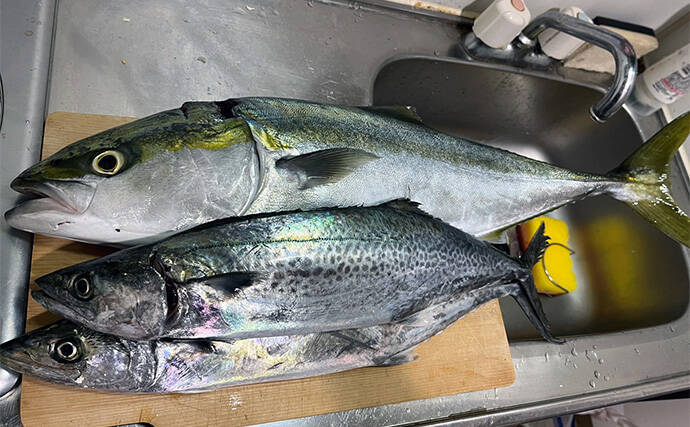 堤防でサゴシにワラサと青物が乱舞！【大阪湾】シーバスタックルでもキャッチ成功