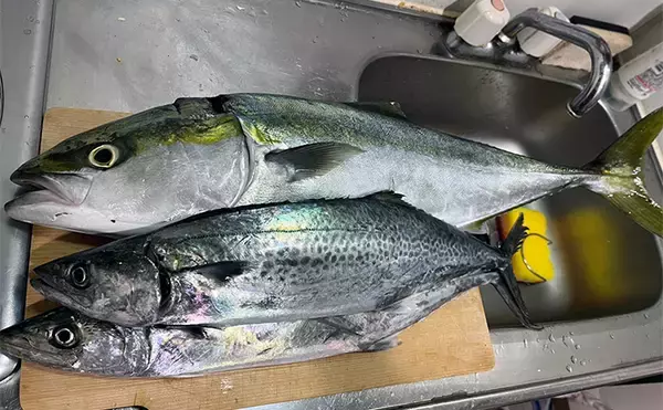 「堤防でサゴシにワラサと青物が乱舞！【大阪湾】シーバスタックルでもキャッチ成功」の画像