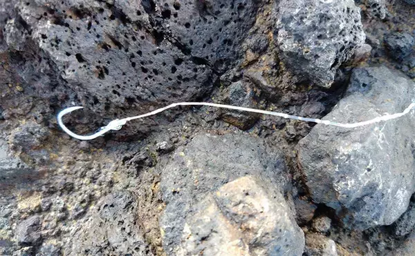 「「これぞ最強タッグ！？」潜水＆釣りで魚を狙い撃ちしてみた　ムツ連打に成功」の画像