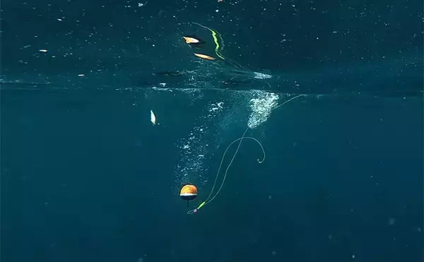 「「これぞ最強タッグ！？」潜水＆釣りで魚を狙い撃ちしてみた　ムツ連打に成功」の画像