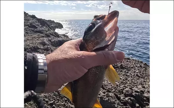 「「これぞ最強タッグ！？」潜水＆釣りで魚を狙い撃ちしてみた　ムツ連打に成功」の画像