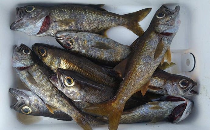 「これぞ最強タッグ！？」潜水＆釣りで魚を狙い撃ちしてみた　ムツ連打に成功