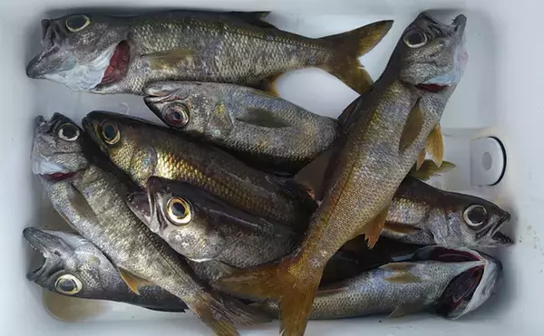 「「これぞ最強タッグ！？」潜水＆釣りで魚を狙い撃ちしてみた　ムツ連打に成功」の画像