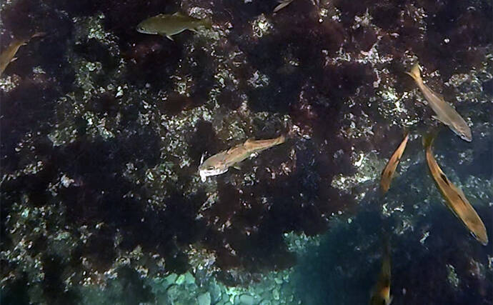 「これぞ最強タッグ！？」潜水＆釣りで魚を狙い撃ちしてみた　ムツ連打に成功