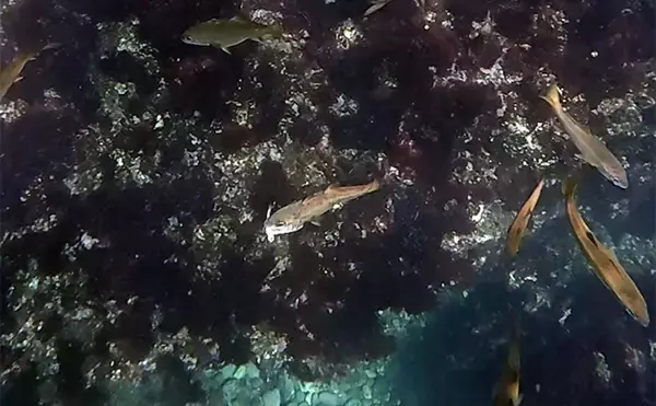 「「これぞ最強タッグ！？」潜水＆釣りで魚を狙い撃ちしてみた　ムツ連打に成功」の画像