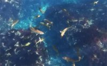 「これぞ最強タッグ！？」潜水＆釣りで魚を狙い撃ちしてみた　ムツ連打に成功