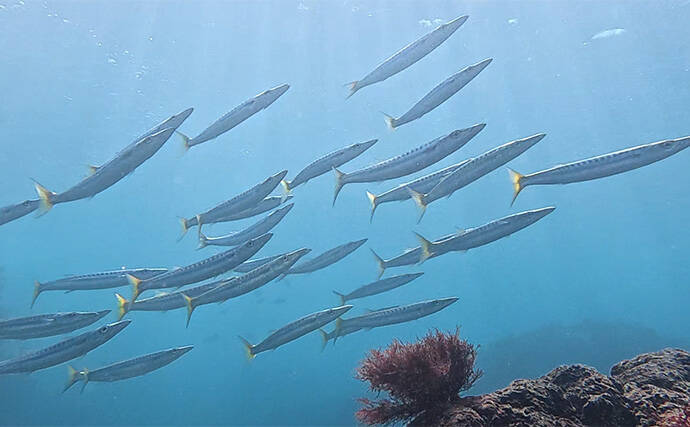 「これぞ最強タッグ！？」潜水＆釣りで魚を狙い撃ちしてみた　ムツ連打に成功