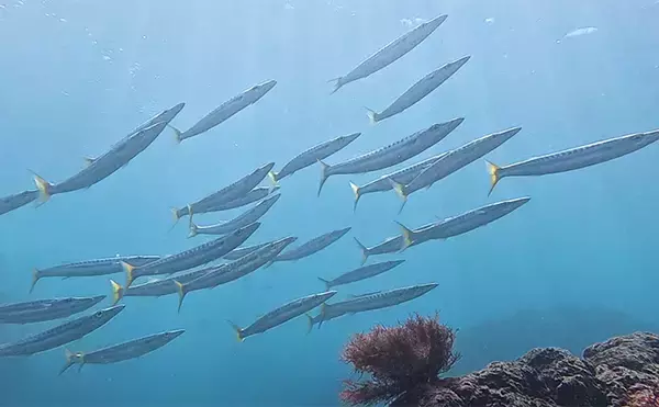 「「これぞ最強タッグ！？」潜水＆釣りで魚を狙い撃ちしてみた　ムツ連打に成功」の画像