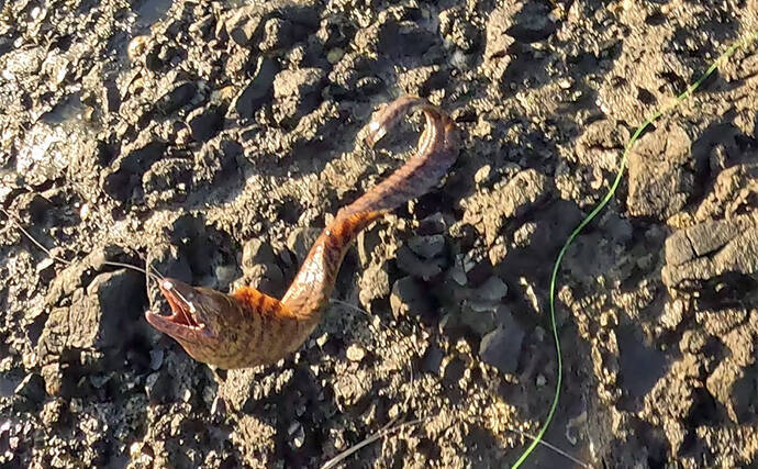 「これぞ最強タッグ！？」潜水＆釣りで魚を狙い撃ちしてみた　ムツ連打に成功