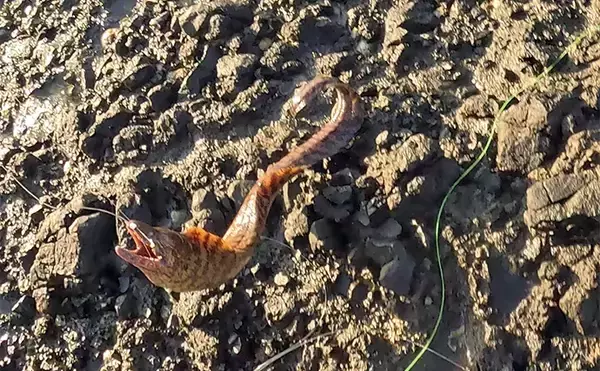 「「これぞ最強タッグ！？」潜水＆釣りで魚を狙い撃ちしてみた　ムツ連打に成功」の画像