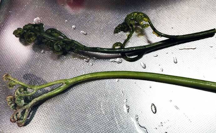 「釣魚より家族に喜ばれるかも？」渓流釣り場で採れる野草3選【ヨモギ・ユキノシタ・わらび】