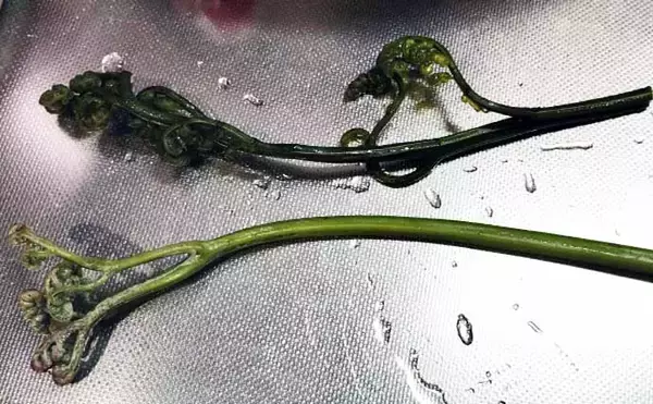 「「釣魚より家族に喜ばれるかも？」渓流釣り場で採れる野草3選【ヨモギ・ユキノシタ・わらび】」の画像