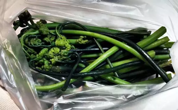 「「釣魚より家族に喜ばれるかも？」渓流釣り場で採れる野草3選【ヨモギ・ユキノシタ・わらび】」の画像