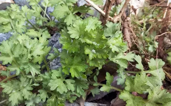 「「釣魚より家族に喜ばれるかも？」渓流釣り場で採れる野草3選【ヨモギ・ユキノシタ・わらび】」の画像