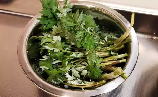 「「釣魚より家族に喜ばれるかも？」渓流釣り場で採れる野草3選【ヨモギ・ユキノシタ・わらび】」の画像